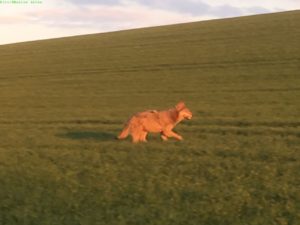Wolf in Waldeck gesichtet