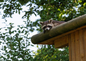 Waschbär auf einem Hausdach