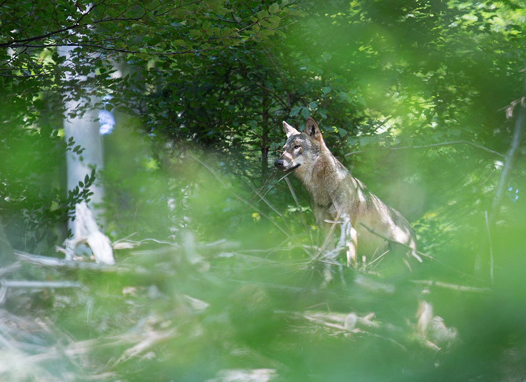 Ein Wolf zieht durch den Odenwald