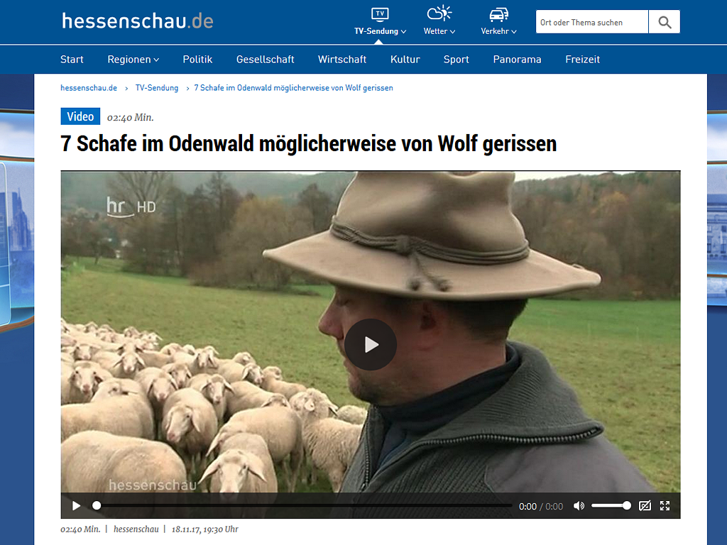 Hessenschau: 7 Schafe im Odenwald möglicherweise von Wolf gerissen