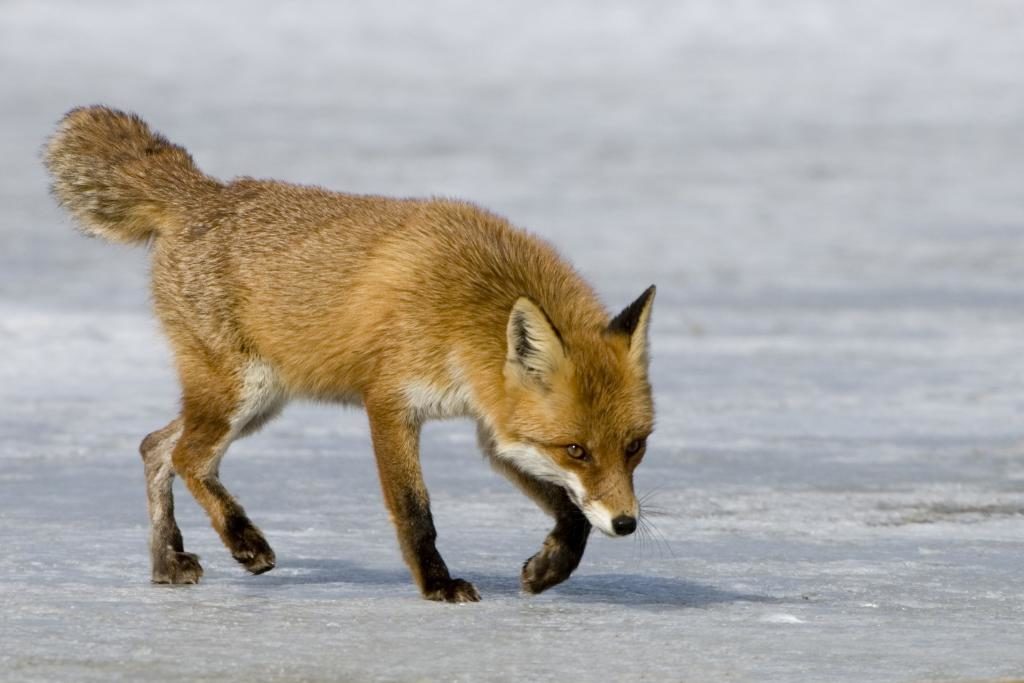 Fuchs im Winter