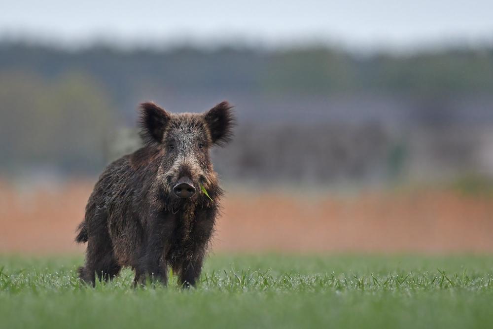 dpa: Belgien lockert Maßnahmen gegen Afrikanische Schweinepest