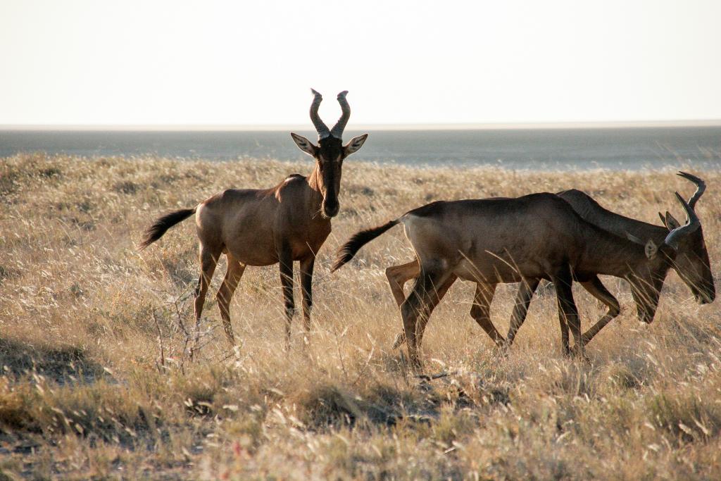Namibia: Uneingeschränktes Bekenntnis zur Bedeutung der Jagd