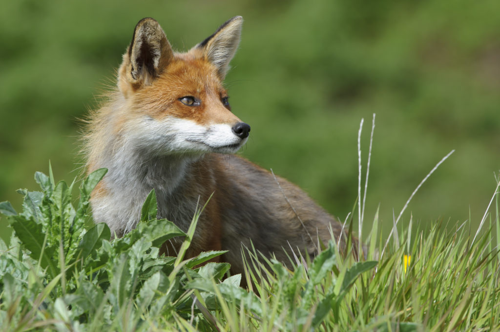 Die Jagd auf Raubsäuger wie Fuchs, Marder oder Waschbär ist in Deutschland ein probates Mittel, um bedrohten Arten zu helfen. Quelle: Rolfes/DJV