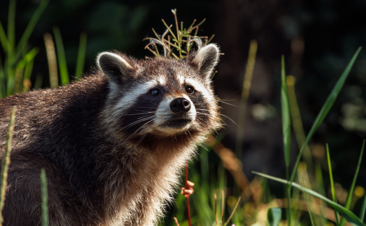 Ende der Schonzeit für Waschbär und Fuchs im August – Rebhuhn, Kiebitz und Feldhase können aufatmen