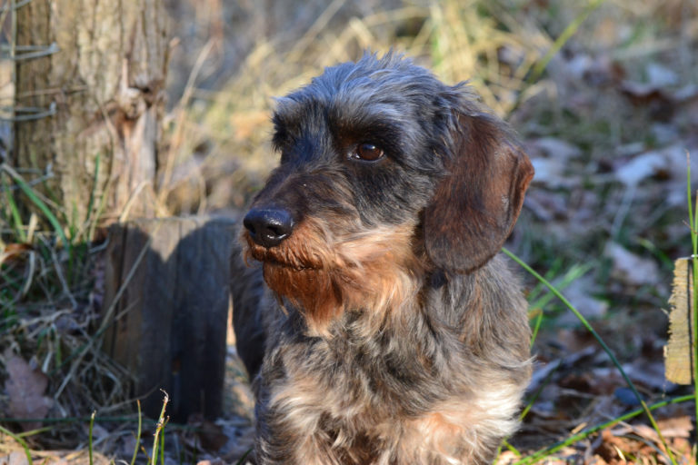 Rauhaarteckel (Hund)