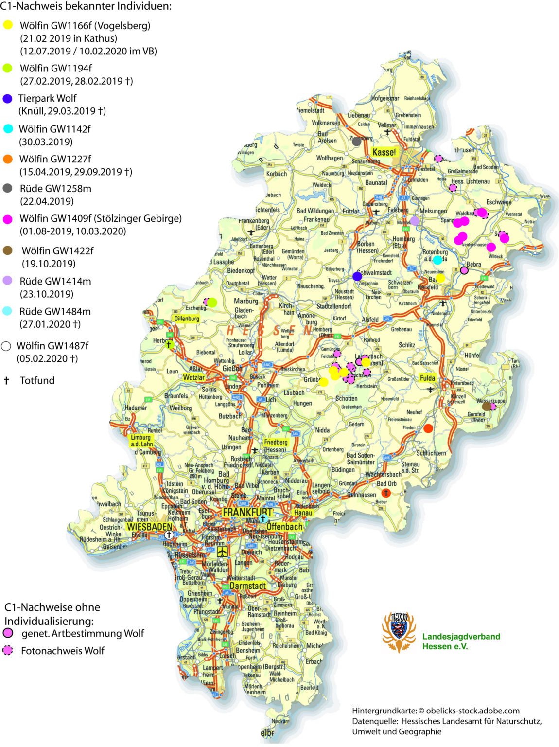 Zweite Wölfin in Hessen sesshaft geworden - Landesjagdverband Hessen e.V.