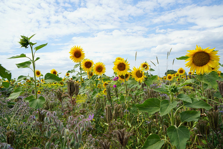 Sonnenblumenfeld
