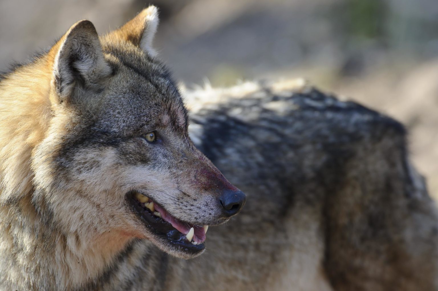 Nahaufnahme Wolf