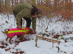 Ausbildung ASP-Kadaversuchhunde in Hessen