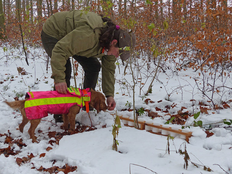 Ausbildung ASP-Kadaversuchhunde in Hessen