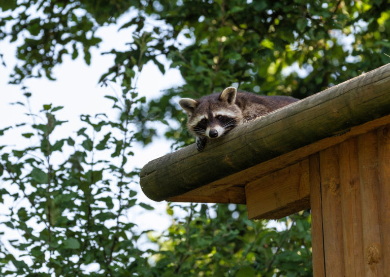 Waschbär auf einem Dach