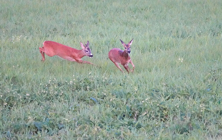 Jährlingsbock treibt eine Ricke