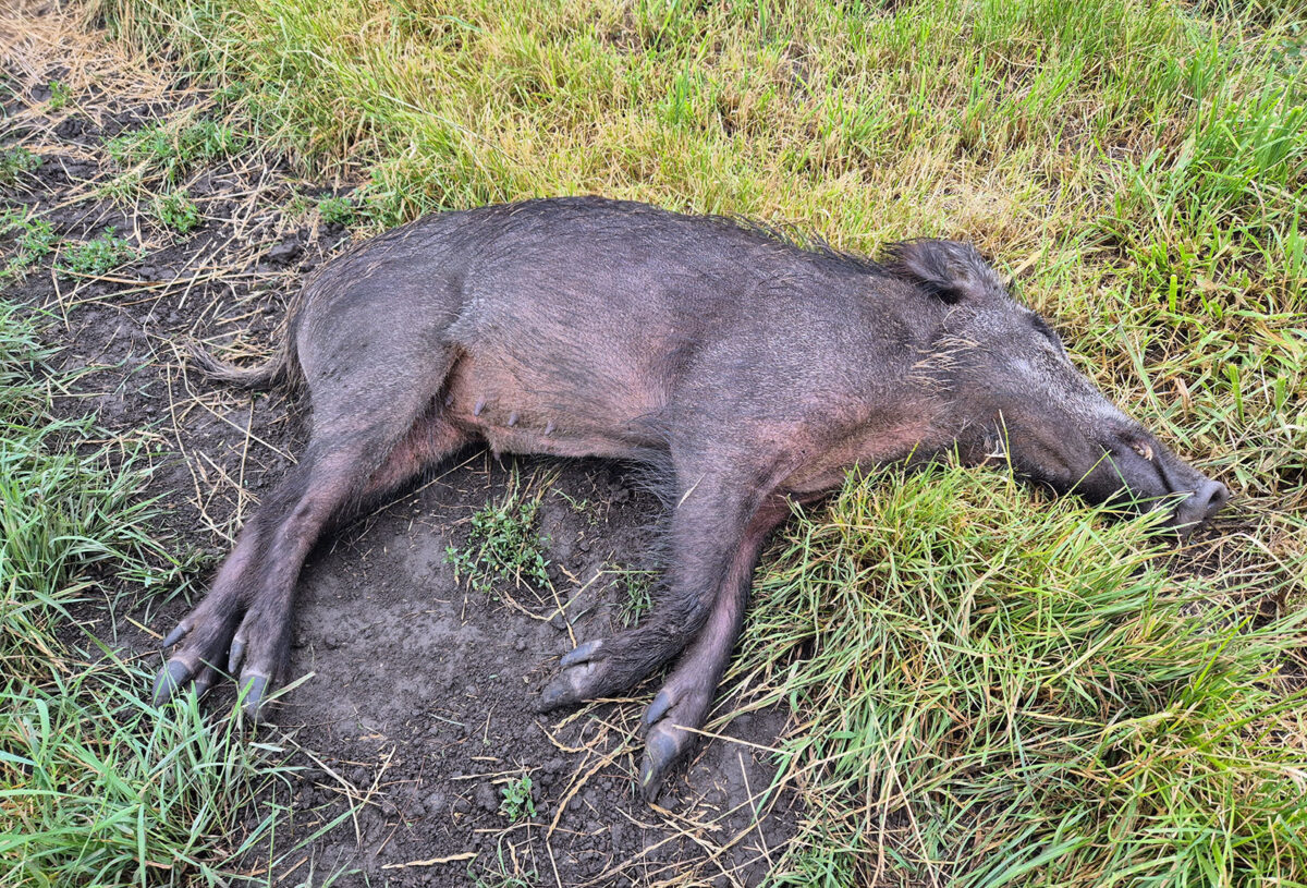Afrikanische Schweinepest in Hessen. Foto: Landkreis Groß-Gerau