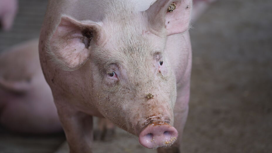 ASP: 1.100 Hausschweine müssen in einem Betrieb im südhessischen Landkreis Groß-Gerau getötet werden, nachdem das Landeslabor Positivbefunde erhoben hatte. Quelle: HMLU