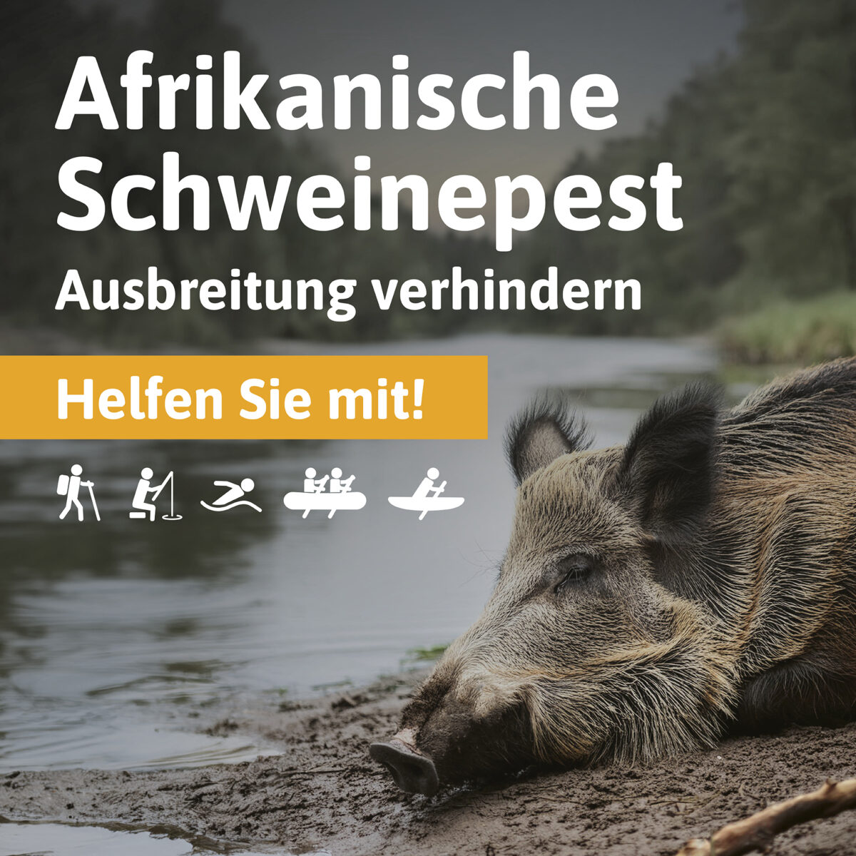 LJV Hessen veröffentlicht Plakat „Afrikanische Schweinepest – Ausbreitung verhindern“