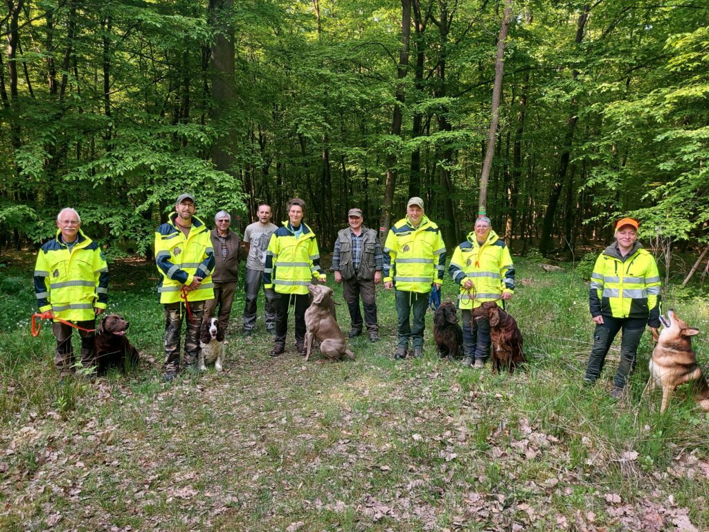 Die hessischen Suchhundgespanne sind schon seit vielen Jahren in den ASP-Gebieten wie in Brandenburg oder Sachsen im Einsatz, wie hier die Kadaversuchhundgruppe aus dem Spezialhundezug Mittelhessen. Nur so ist es möglich, verendetes Schwarzwild aufzufinden und es zu umgehend zu bergen, damit der Kadaver als Infektionsquelle schnellstmöglich entfernt werden kann. Foto: privat