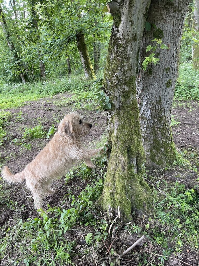 Der ausgebildete Naturschutzhund wittert Pheromone oder auch Käferlarven und zeigt diese durch Hochspringen am Baum an. Foto: privat