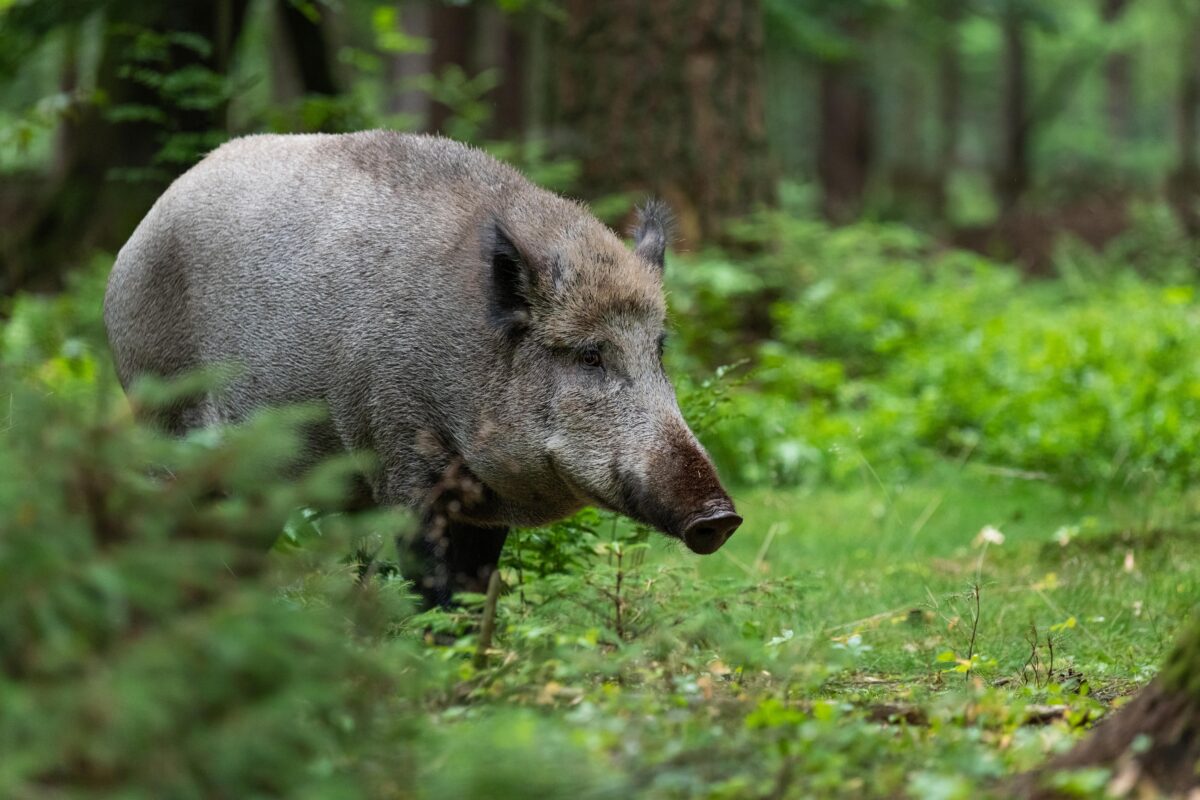 Symbolfoto Schwarzwild, Quelle: Grell/DJV