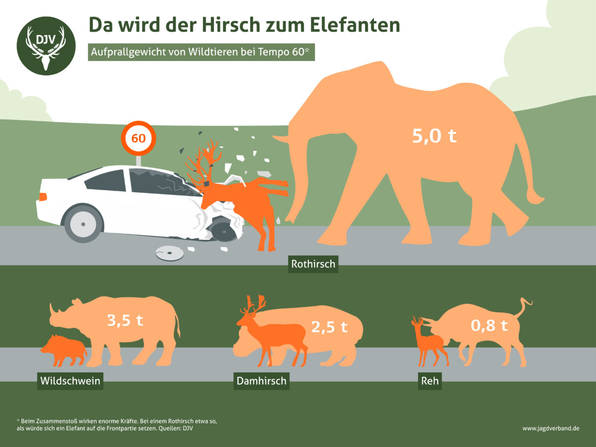 Umstellung auf Winterzeit: Wildunfallgefahr steigt