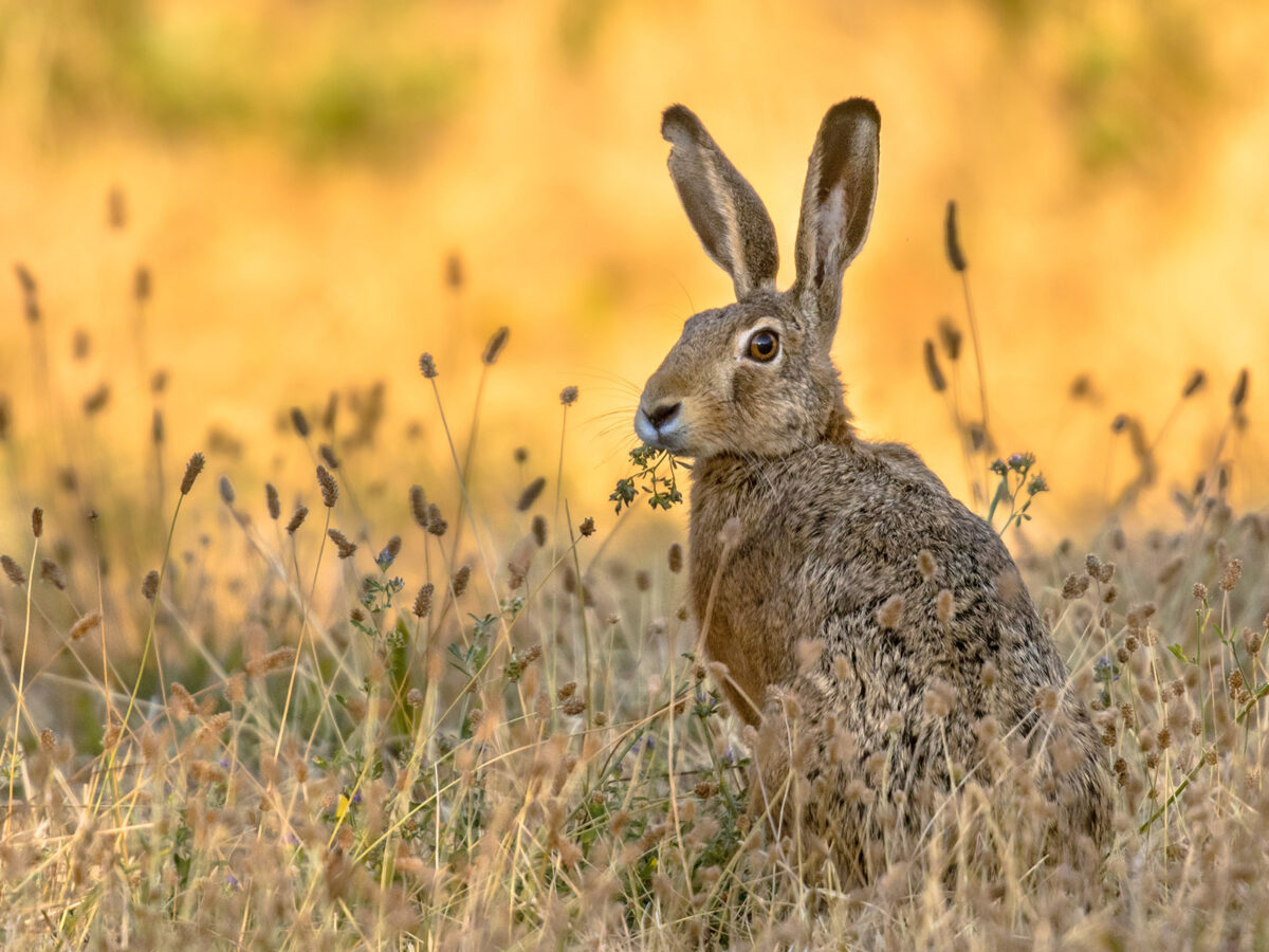 Symbolfoto Feldhase, Quelle: creativenature.nl/Adobe Stock