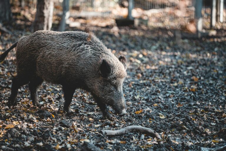 Wildschwein