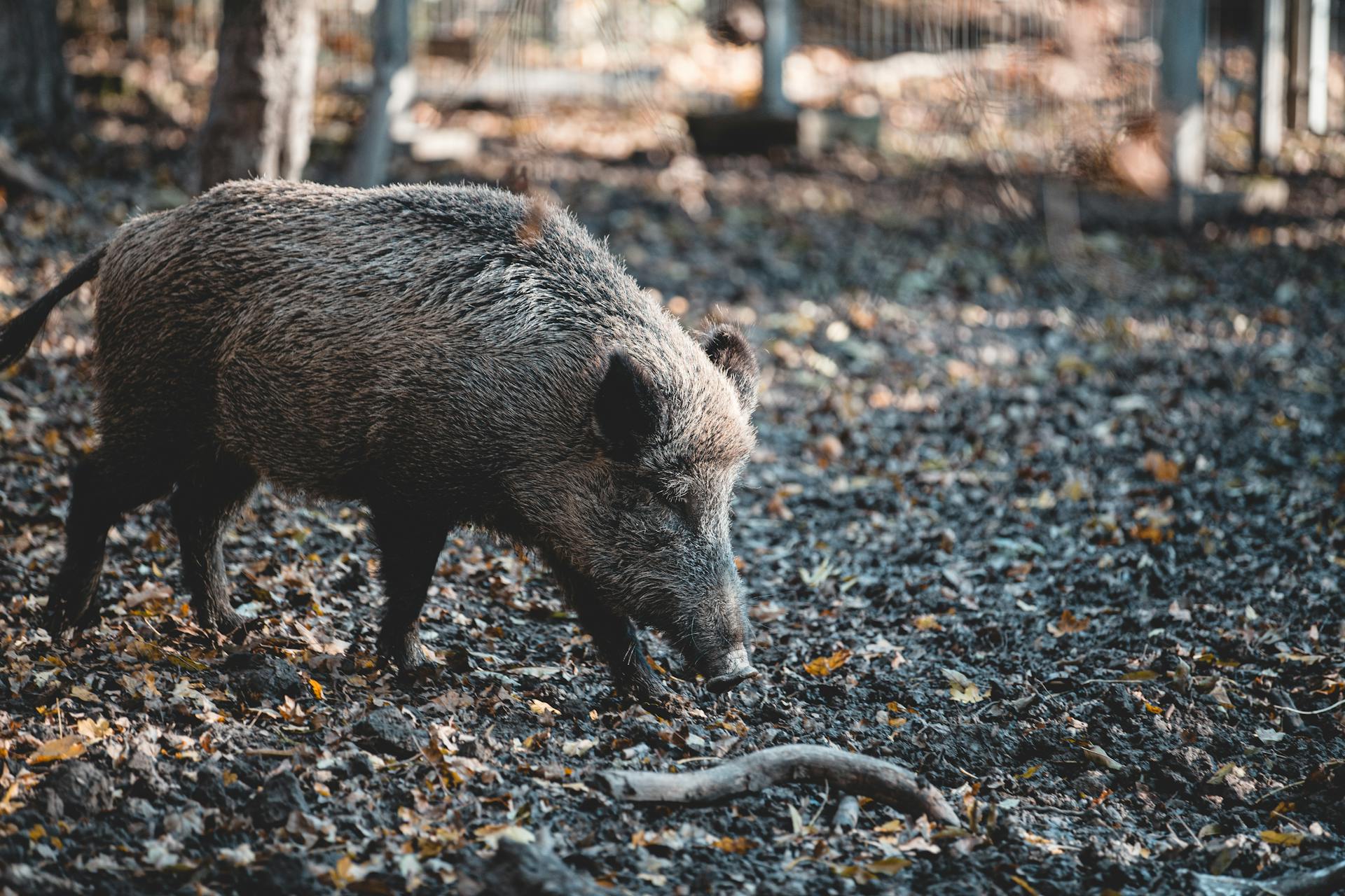 Wildschwein