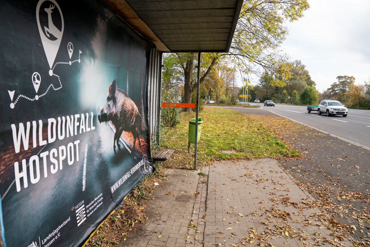 Beispiel Großplakat in der Nähe eines Wildunfallschwerpunktes im Rheingau, Foto: Markus Stifter