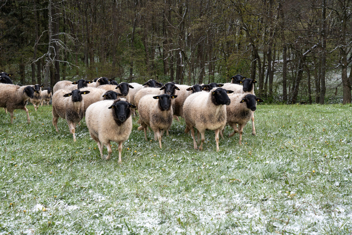 Maul- und Klauenseuche: Hessisches Landwirtschaftsministerium rät weiter zur Vorsicht