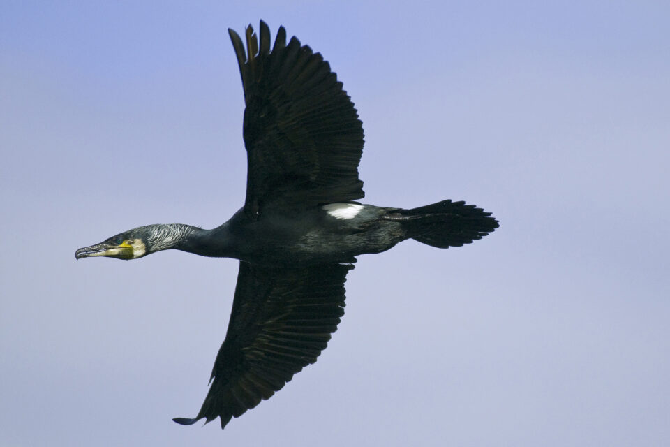 Symbolfoto (Archiv): Kormoran