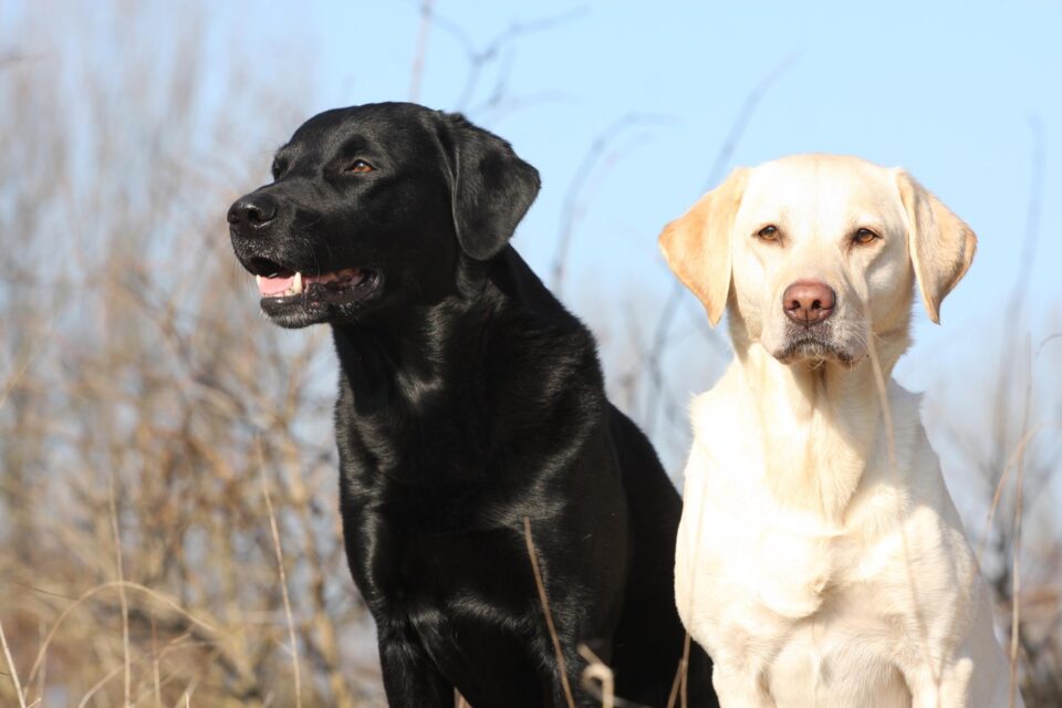 Symbolfoto (Archiv: Labrador Retriever