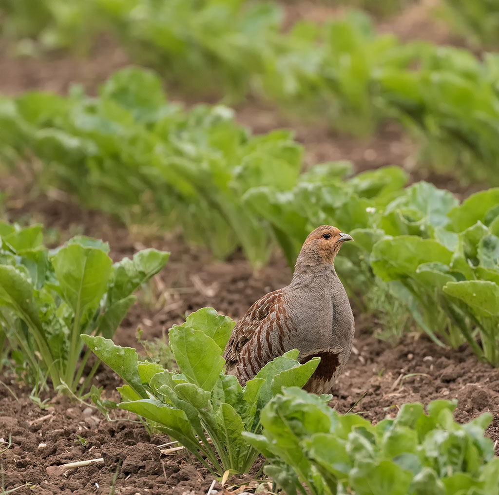 Rebhuhn in Kartoffelfeld