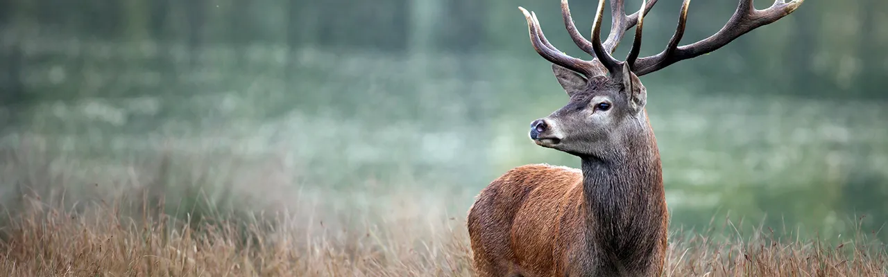 Rotwild Hirsch einzeln