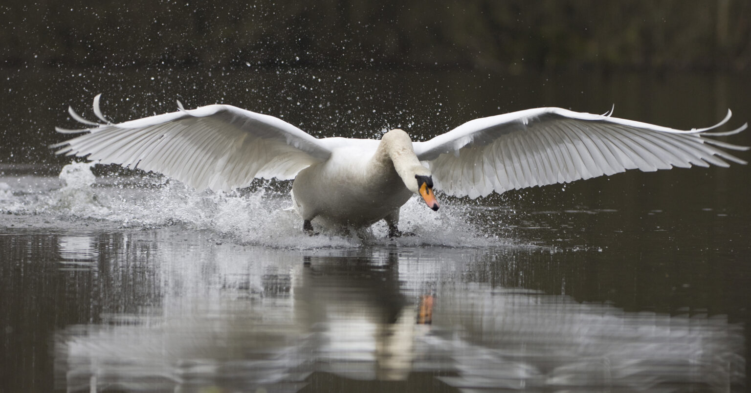 Symbolfoto (Archiv): Höckerschwan
