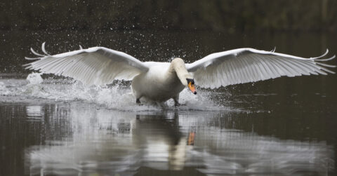 Symbolfoto (Archiv): Höckerschwan