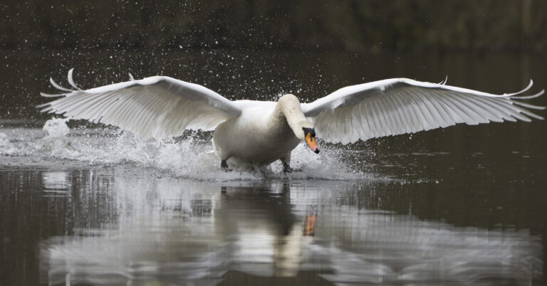 Symbolfoto (Archiv): Höckerschwan