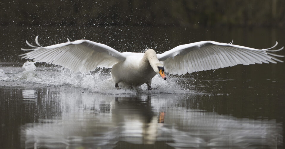 Symbolfoto (Archiv): Höckerschwan