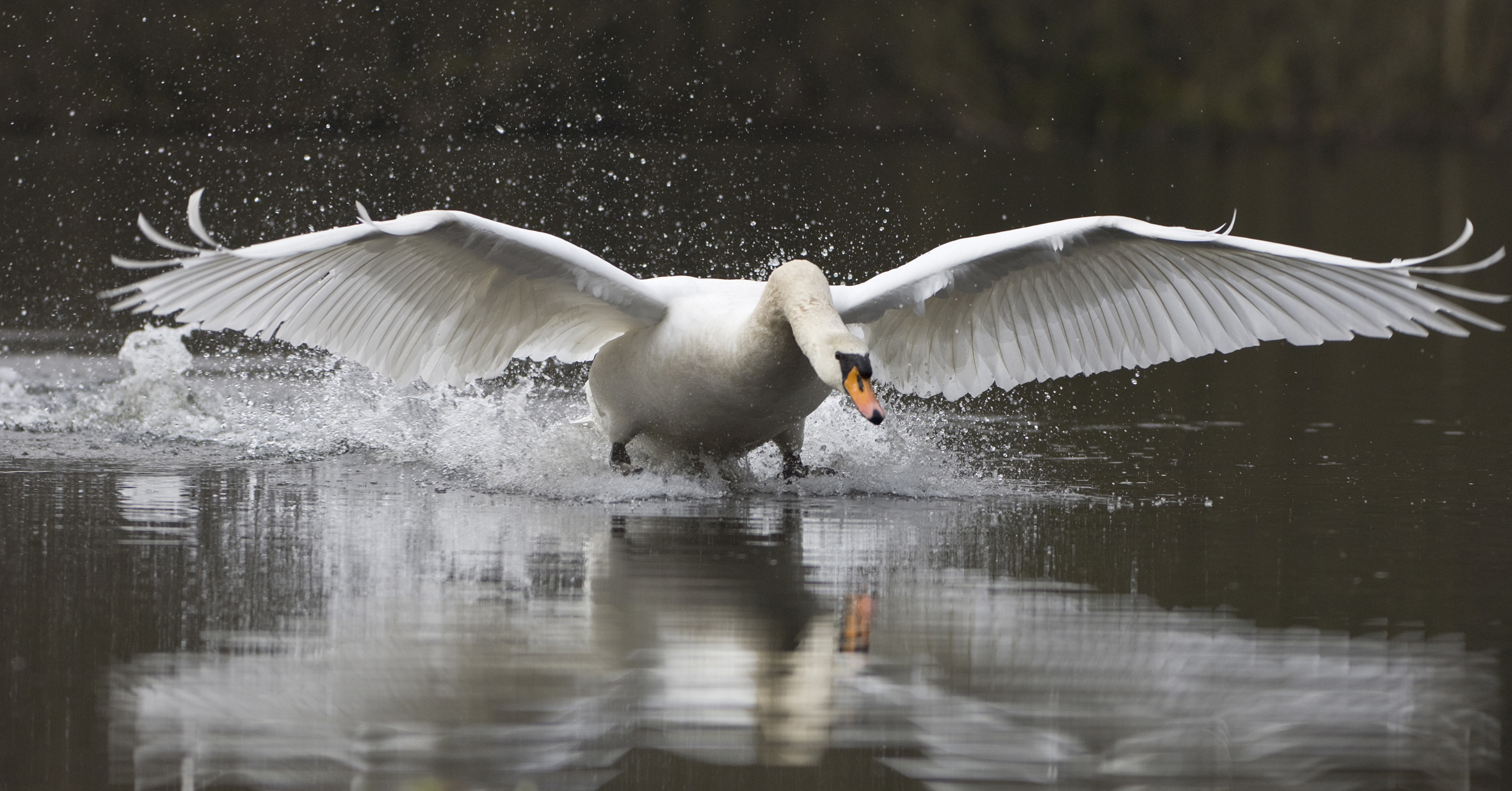 Symbolfoto (Archiv): Höckerschwan