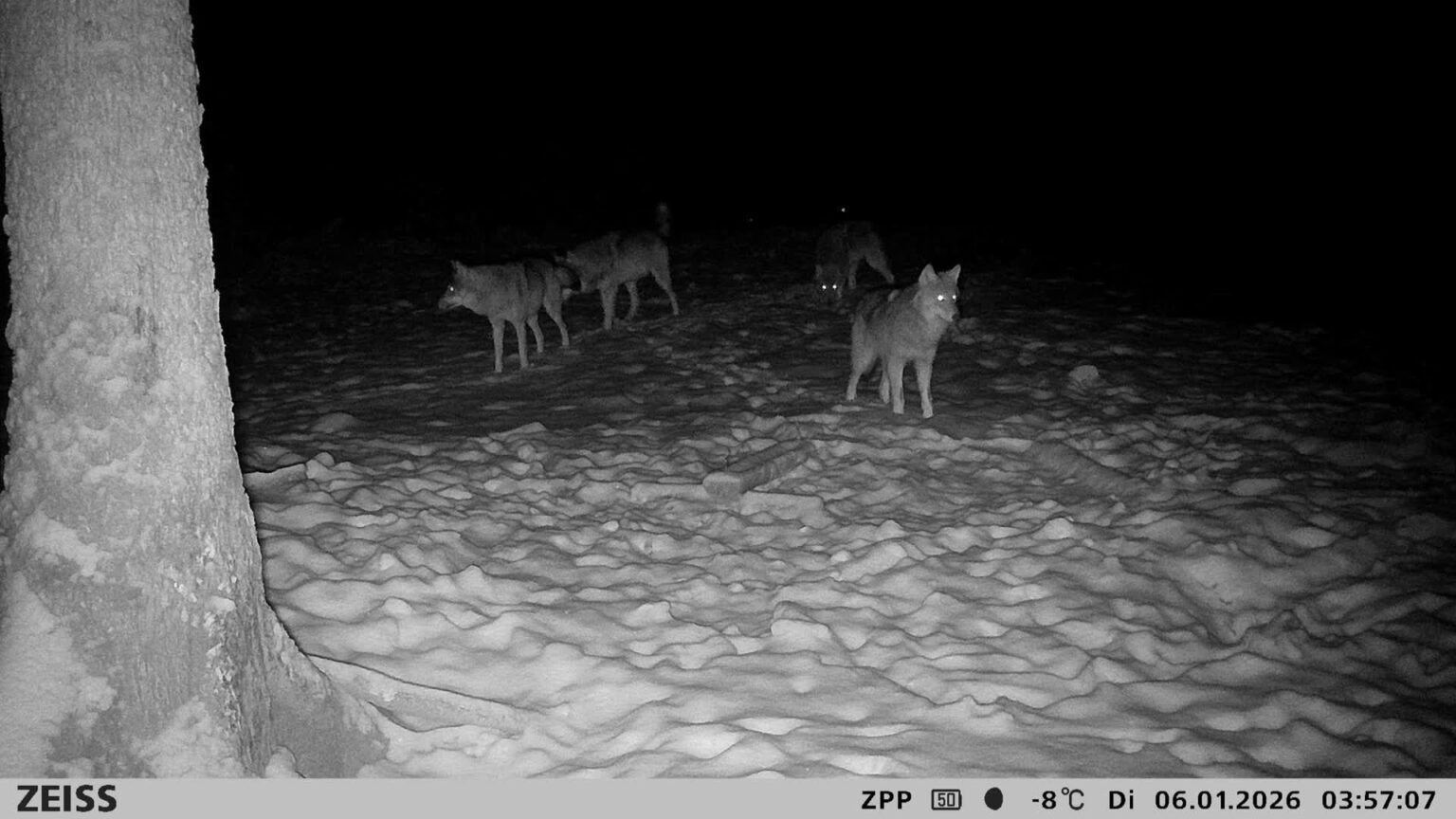 Wildkamera-Aufnahme: mutmaßlich sechsköpfiges Wolfsrudel bei Greifenstein.