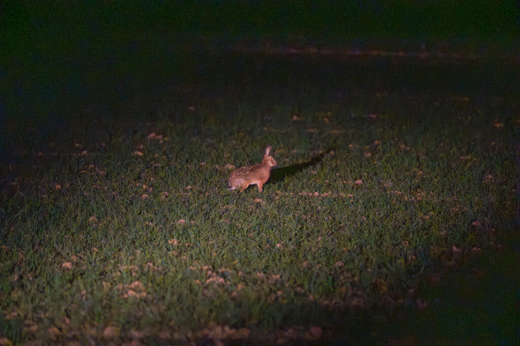 Bild Feldhase im Lichtkegel des Suchscheinwerfers bei der Feldhasentaxation im Frühjahr.
